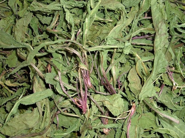 MASLAČAK - Taraxacum officinalis - suhi list maslačka