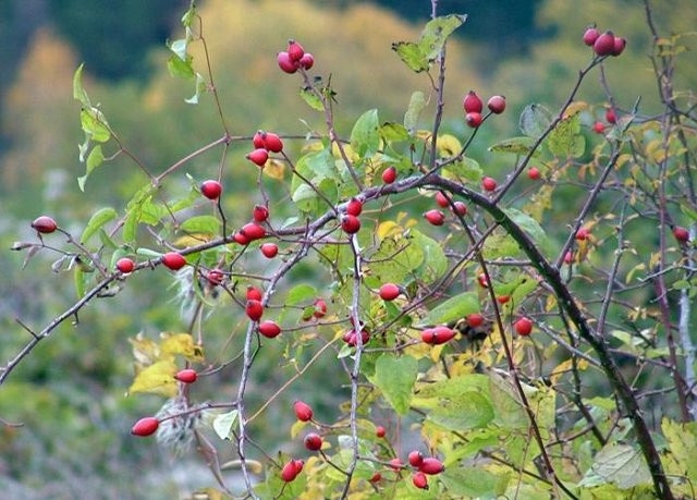 ŠIPAK - Cynosbati fructus - divlja ruža