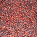 ŠIPAK - Cynosbati fructus - suhi plod šipka