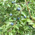 TRNINA - Prunus spinosa
