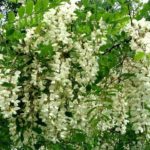 AGACIJA - Robinia pseudoacacia - bagrem - akacija