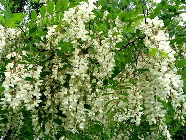 AGACIJA - Robinia pseudoacacia - bagrem - akacija