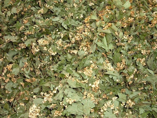 GLOG - Carataegi sumitates - suhi vršci gloga (cvijet i list zajedno)