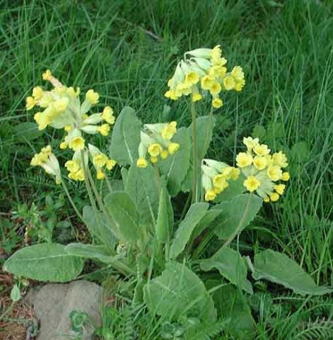 JAGLAC - Primulae officinalis