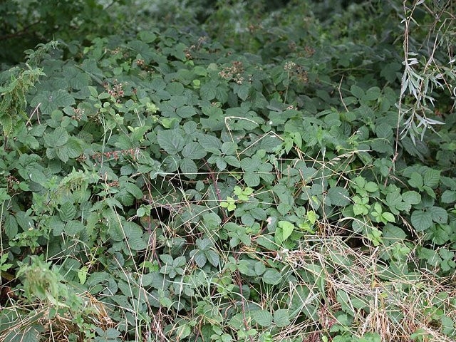 KUPINA - Rubus fructicosus