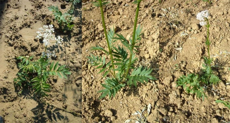 Valerijana - Izgled valerijane, koja se uzgaja većinom za korijen i nešto malo za biljku. Jednogodišnja biljka kod uzgoja.