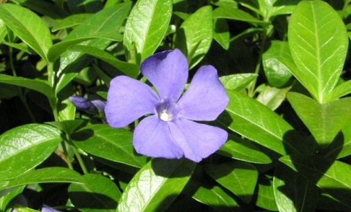ZIMZELEM - Vinca minor